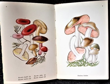 Poisonous fungi illustrations