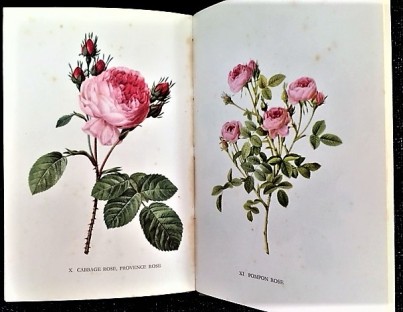 From "A Book of Roses" (1939)